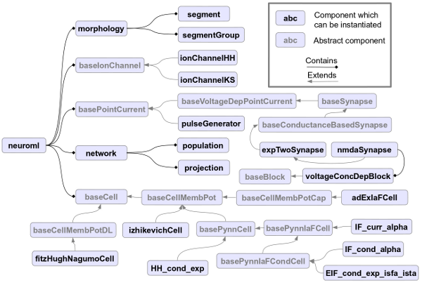 NeuroML v2beta structure